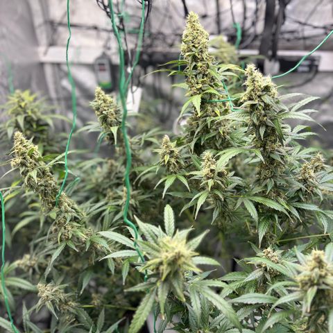  AK TRIPLE HAZE  AUTO    By Dutch passion  growlog photo: Colas are swelling nicely 😋