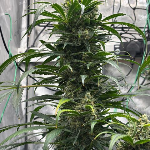  AK TRIPLE HAZE  AUTO    By Dutch passion  growlog photo: Colas are swelling nicely 😋
