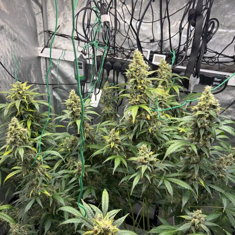  AK TRIPLE HAZE  AUTO    By Dutch passion  growlog photo: Not long to go!