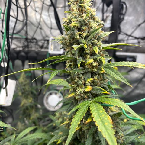  AK TRIPLE HAZE  AUTO    By Dutch passion  growlog photo: Not long to go!