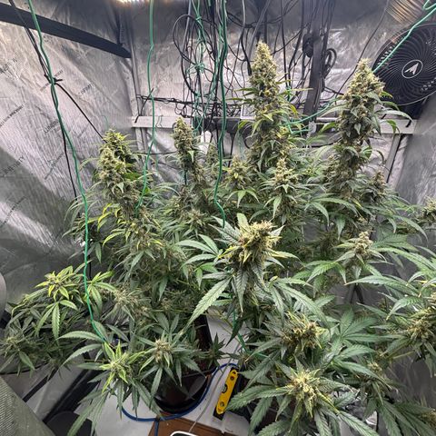  AK TRIPLE HAZE  AUTO    By Dutch passion  growlog photo: Not long to go!