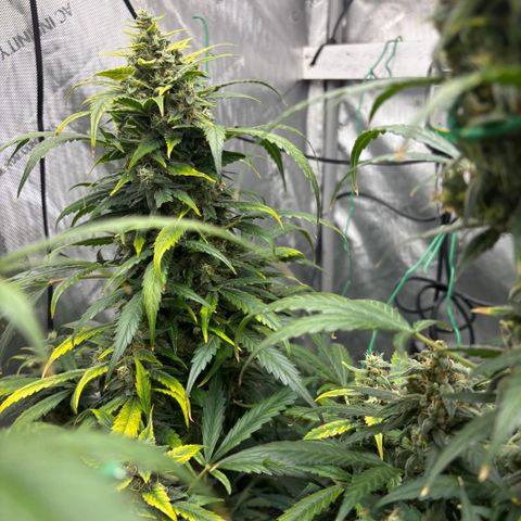  AK TRIPLE HAZE  AUTO    By Dutch passion  growlog photo: Not long to go!