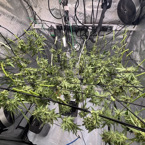  AK TRIPLE HAZE  AUTO    By Dutch passion  growlog photo: Beautiful!!