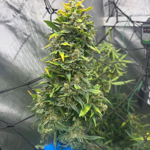  AK TRIPLE HAZE  AUTO    By Dutch passion  growlog photo: Beautiful!!