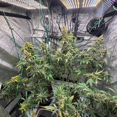  AK TRIPLE HAZE  AUTO    By Dutch passion  growlog photo: Beautiful!!