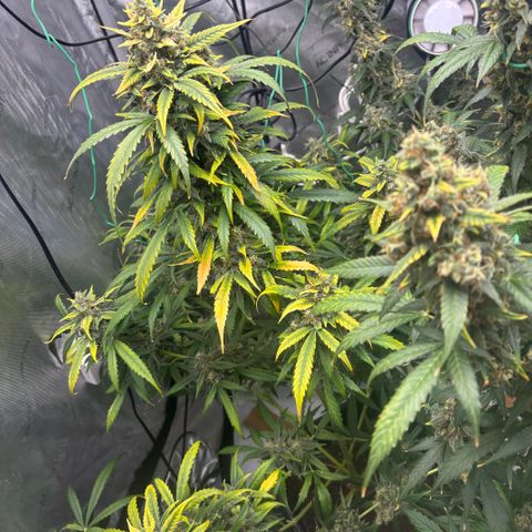  AK TRIPLE HAZE  AUTO    By Dutch passion  growlog photo: Beautiful!!
