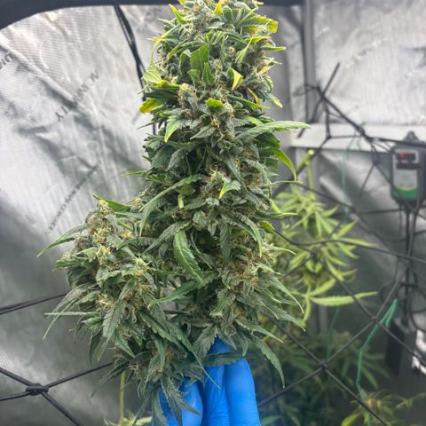  AK TRIPLE HAZE  AUTO    By Dutch passion  growlog photo: Beautiful!!