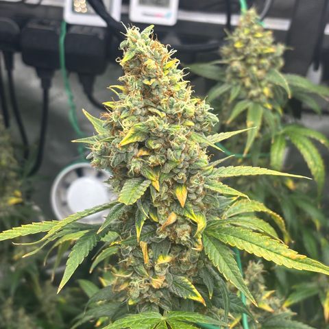  AK TRIPLE HAZE  AUTO    By Dutch passion  growlog photo: Beautiful!!