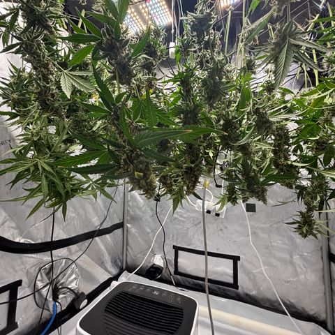  AK TRIPLE HAZE  AUTO    By Dutch passion  growlog photo: Beautiful!!