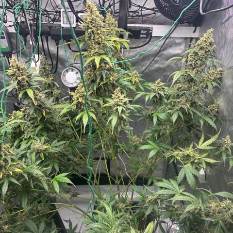  AK TRIPLE HAZE  AUTO    By Dutch passion  growlog photo: Beautiful!!