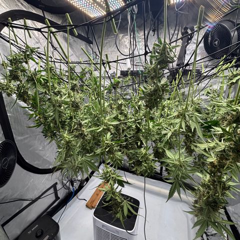  AK TRIPLE HAZE  AUTO    By Dutch passion  growlog photo: Beautiful!!