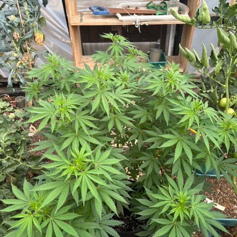 SHIVA SKUNK            by Sensi seeds  growlog timeline photo