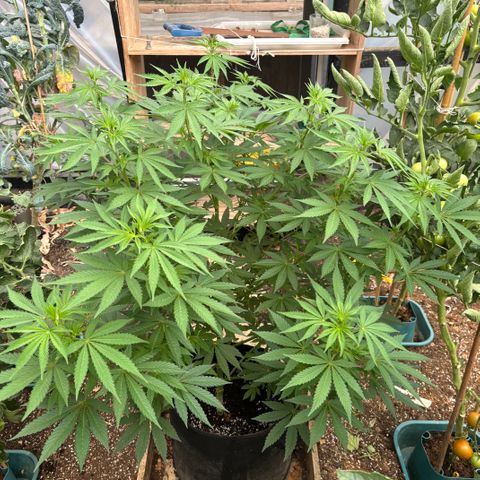SHIVA SKUNK            by Sensi seeds  growlog timeline photo