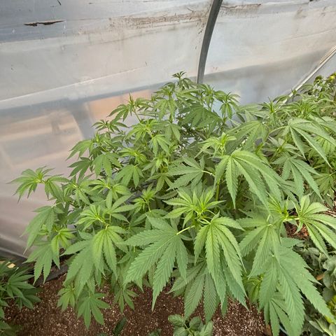 Master Kush        sensi seeds growlog timeline photo
