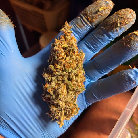  AK TRIPLE HAZE  AUTO    By Dutch passion  growlog timeline photo