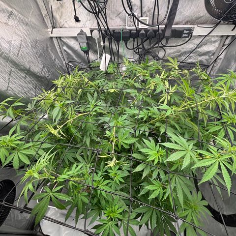 SHIVA SKUNK            by Sensi seeds  growlog timeline photo
