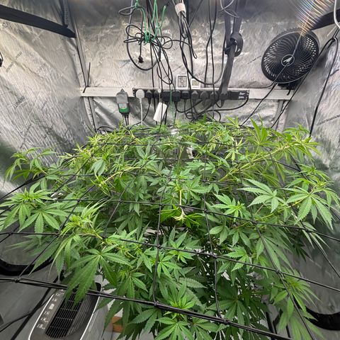 SHIVA SKUNK            by Sensi seeds  growlog timeline photo