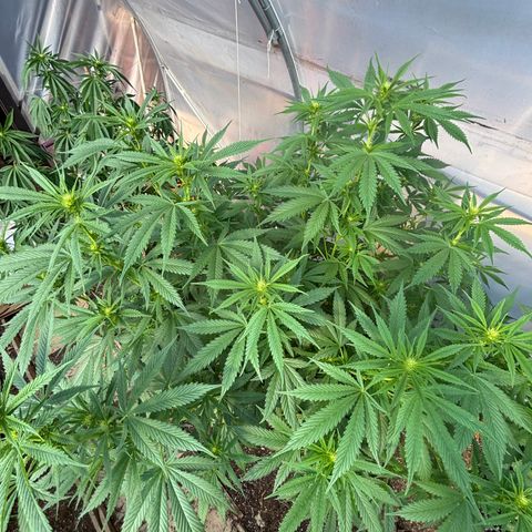 Master Kush        sensi seeds growlog timeline photo