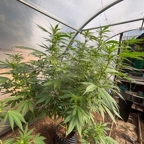 Master Kush        sensi seeds growlog timeline photo