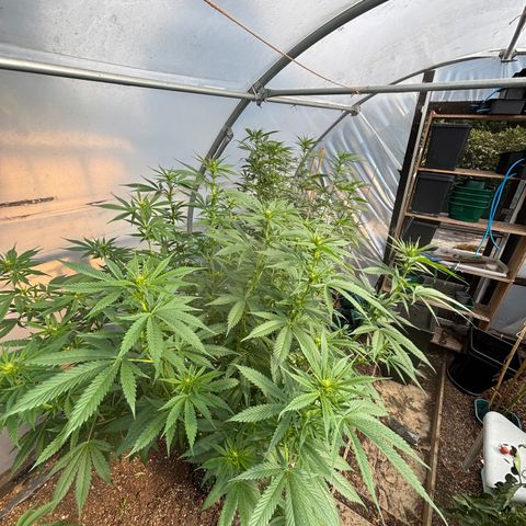 Master Kush        sensi seeds growlog timeline photo