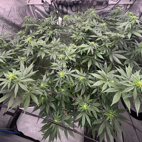 SHIVA SKUNK            by Sensi seeds  growlog timeline photo