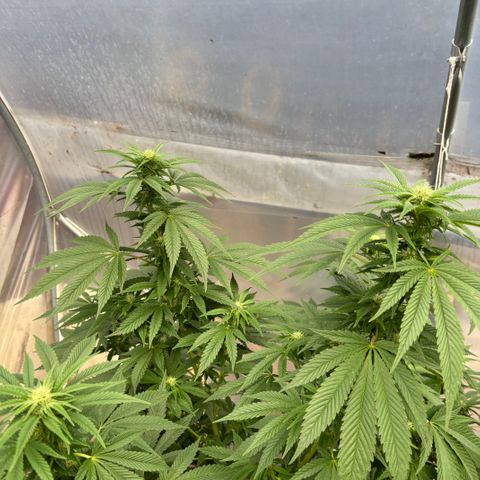 SHIVA SKUNK            by Sensi seeds  growlog photo: The lady that I left outside seems to be doing well 