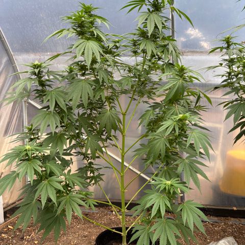 SHIVA SKUNK            by Sensi seeds  growlog photo: The lady that I left outside seems to be doing well 