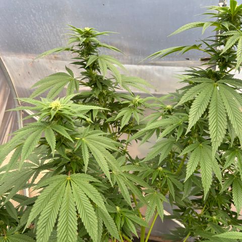 SHIVA SKUNK            by Sensi seeds  growlog photo: The lady that I left outside seems to be doing well 