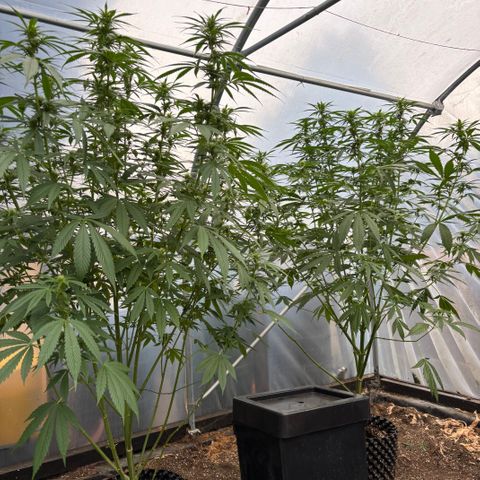 Master Kush        sensi seeds growlog timeline photo