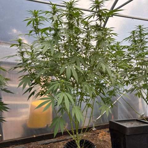 Master Kush        sensi seeds growlog timeline photo
