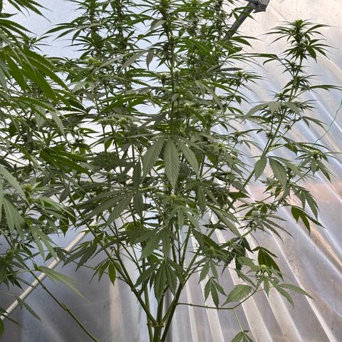 Master Kush        sensi seeds growlog timeline photo