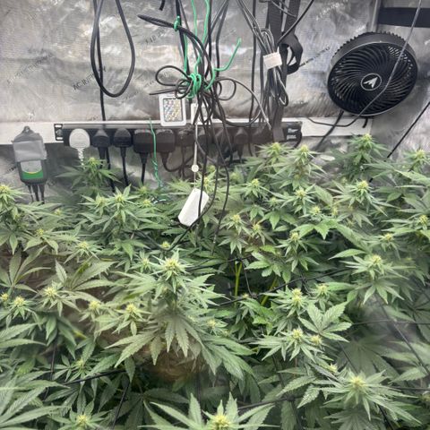 SHIVA SKUNK            by Sensi seeds  growlog photo: Spider mites still exist!