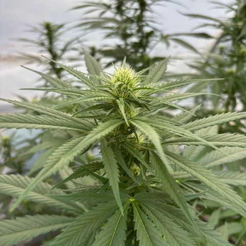 Master Kush        sensi seeds growlog timeline photo