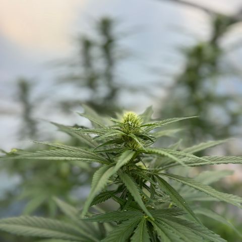 Master Kush        sensi seeds growlog timeline photo