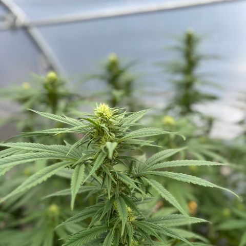 Master Kush        sensi seeds growlog timeline photo