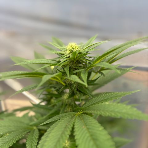 SHIVA SKUNK            by Sensi seeds  growlog photo: Outside spider mites not to keen on the cold weather 😬