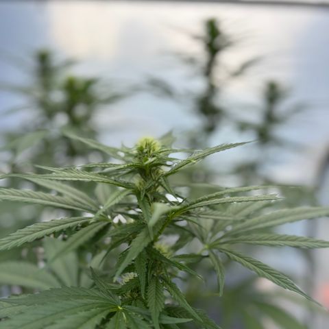 Master Kush        sensi seeds growlog timeline photo