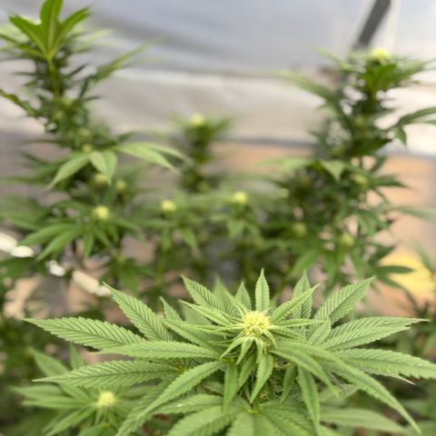 SHIVA SKUNK            by Sensi seeds  growlog photo: Outside spider mites not to keen on the cold weather 😬