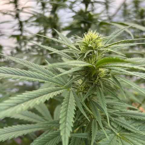 Master Kush        sensi seeds growlog timeline photo