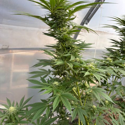 SHIVA SKUNK            by Sensi seeds  growlog photo: Stacking up nicely.