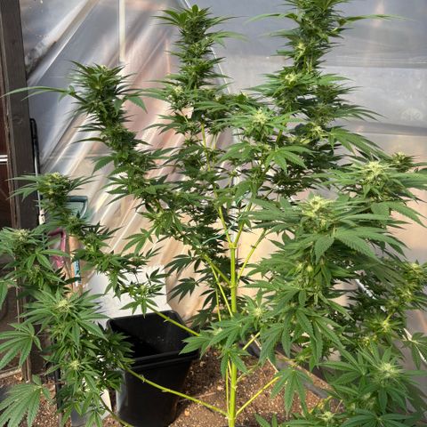 SHIVA SKUNK            by Sensi seeds  growlog photo: Stacking up nicely.