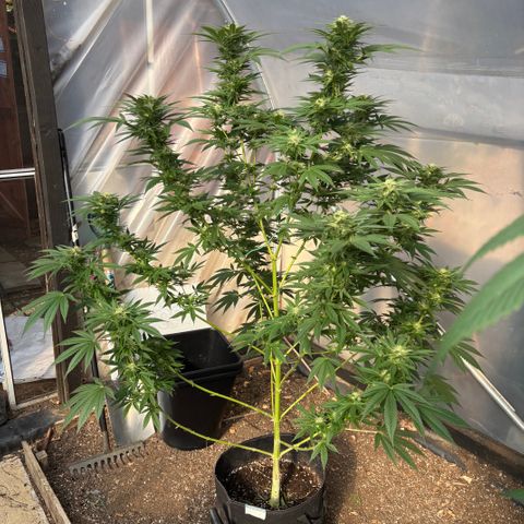 SHIVA SKUNK            by Sensi seeds  growlog photo: Stacking up nicely.