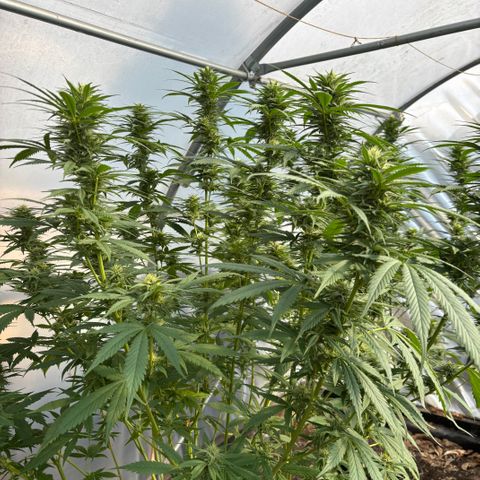 Master Kush        sensi seeds growlog timeline photo