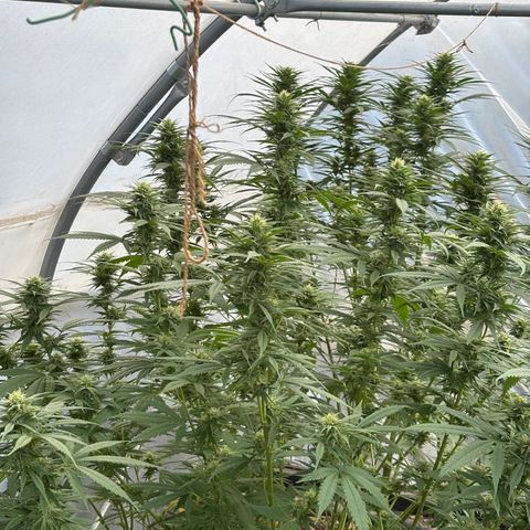 Master Kush        sensi seeds growlog timeline photo