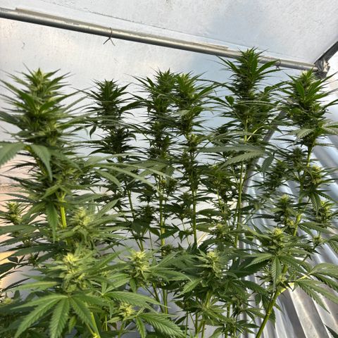 Master Kush        sensi seeds growlog timeline photo