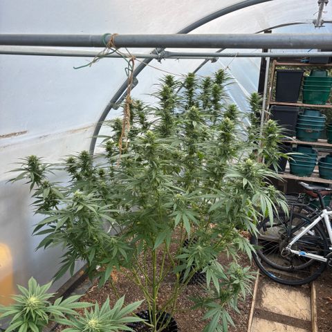 Master Kush        sensi seeds growlog timeline photo