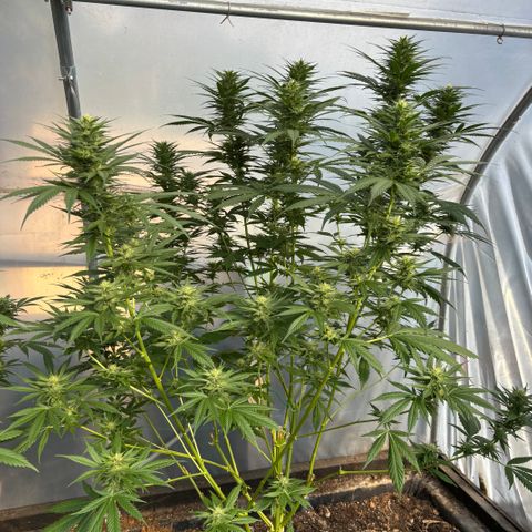 Master Kush        sensi seeds growlog timeline photo