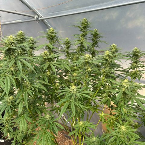 Master Kush        sensi seeds growlog timeline photo