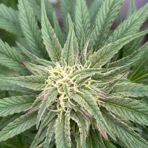 SHIVA SKUNK            by Sensi seeds  growlog photo: Cool weather starting to turning the leaves purple on the outside plant.
