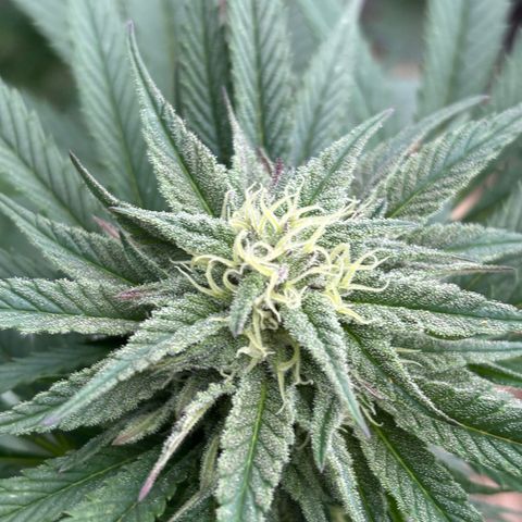 SHIVA SKUNK            by Sensi seeds  growlog photo: Cool weather starting to turning the leaves purple on the outside plant.